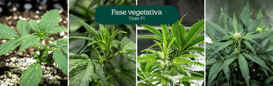 Collage de cuatro imágenes que muestran la variedad de cannabis Titan F1 en la fase vegetativa, desde la plántula hasta la planta joven. La planta de cannabis crece en macetas con tierra, con riego visible y hojas verdes saludables.