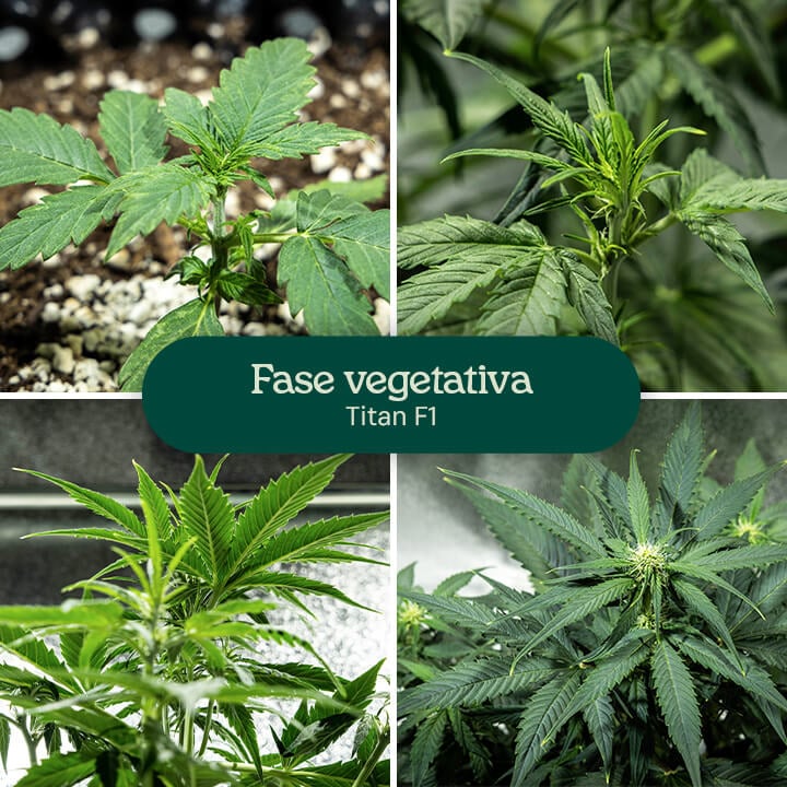 Collage de cuatro imágenes que muestran la variedad de cannabis Titan F1 en la fase vegetativa, desde la plántula hasta la planta joven. La planta de cannabis crece en macetas con tierra, con riego visible y hojas verdes saludables.