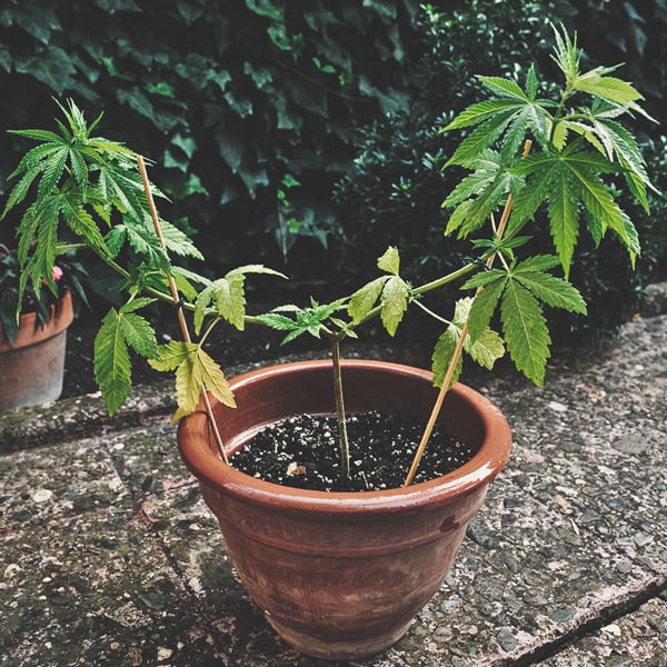 Qué maceta usar para plantar marihuana exterior