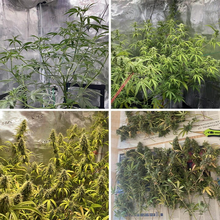 Una planta de cannabis Trainwreck en diferentes etapas de crecimiento, incluyendo semilla, plantas jóvenes, plantas en flor con cogollos y plantas maduras con cogollos densos.