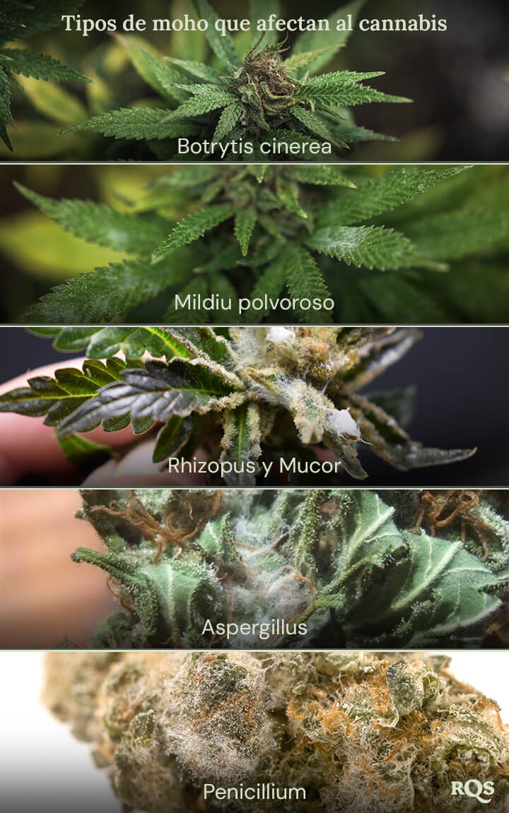 Un collage de imágenes que muestra diferentes tipos de moho que pueden afectar las plantas de cannabis. Los tipos de moho mostrados son Botrytis cinerea, oídio, Rhizopus y Mucor, Aspergillus y Penicillium.