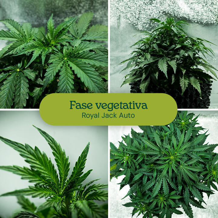 Crecimiento de plantas de cannabis durante la fase vegetativa: las plantas jóvenes con hojas y tallos saludables crecen de pequeñas plántulas a plantas más grandes y frondosas.