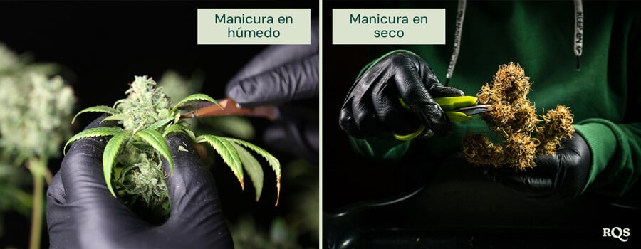 Comparación entre la manicura en húmedo y en seco del cannabis. A la izquierda, la manicura en húmedo se realiza justo después de la cosecha, facilitando la eliminación de hojas. A la derecha, la manicura en seco se hace después del secado, mejorando el curado y la retención de terpenos.