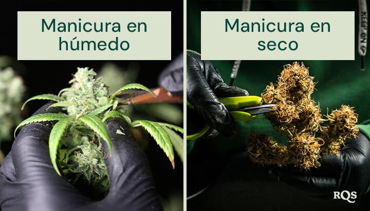 Comparación entre la manicura en húmedo y en seco del cannabis. A la izquierda, la manicura en húmedo se realiza justo después de la cosecha, facilitando la eliminación de hojas. A la derecha, la manicura en seco se hace después del secado, mejorando el curado y la retención de terpenos.