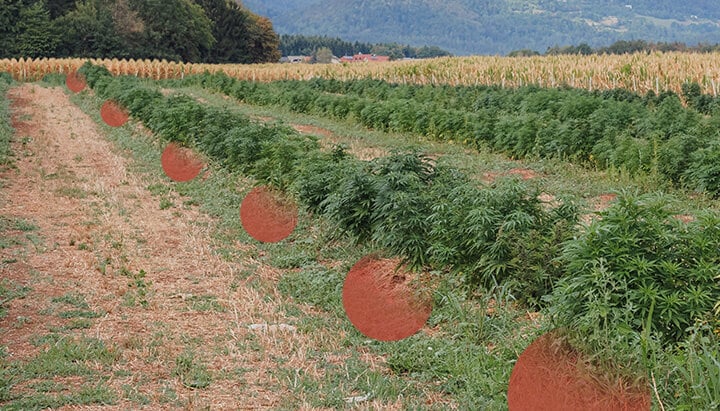 Filas de plantas de cannabis creciendo en un campo abierto, con parches de suelo desnudo visibles entre ellas. Colinas y árboles al fondo.