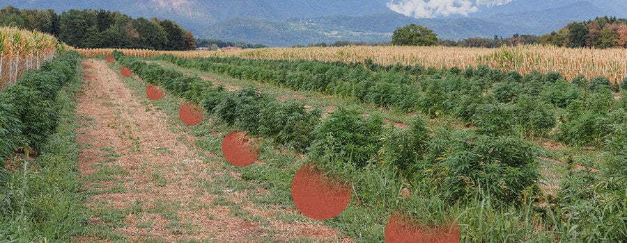 Filas de plantas de cannabis creciendo en un campo abierto, con parches de suelo desnudo visibles entre ellas. Colinas y árboles al fondo.