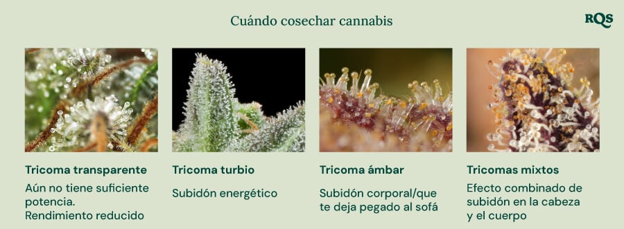 Una guía visual para la cosecha del cannabis basada en el color de los tricomas. Muestra cuatro etapas: tricomas claros (no lo suficientemente potentes), tricomas lechosos (efecto energético), tricomas ámbar (efecto corporal/sedante) y tricomas mixtos (efecto equilibrado cuerpo y mente).