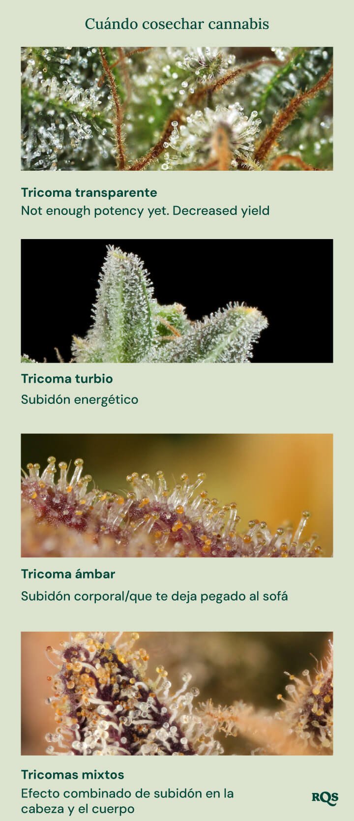 Una guía visual para la cosecha del cannabis basada en el color de los tricomas. Muestra cuatro etapas: tricomas claros (no lo suficientemente potentes), tricomas lechosos (efecto energético), tricomas ámbar (efecto corporal/sedante) y tricomas mixtos (efecto equilibrado cuerpo y mente).