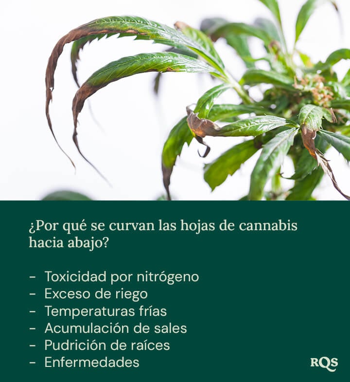 Planta estresada con hojas descoloridas y curvadas hacia abajo. Posibles causas: exceso de riego, deficiencia de nutrientes o temperaturas frías.