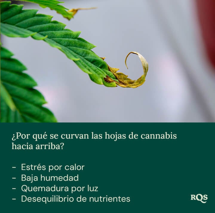 Hoja de planta verde con los bordes curvados hacia arriba y manchas marrones. Posibles causas: estrés por calor, baja humedad, quemaduras por luz, desequilibrio de nutrientes.