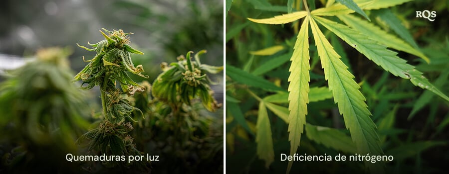 Un collage de dos plantas de cannabis mostrando 