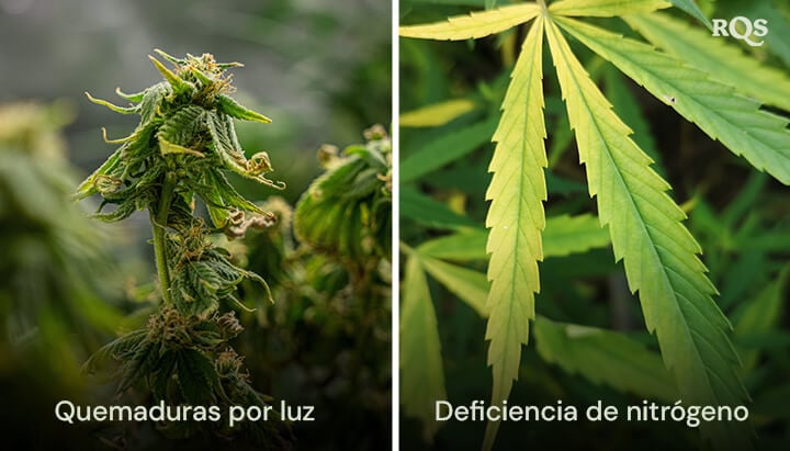 Un collage de dos plantas de cannabis mostrando 