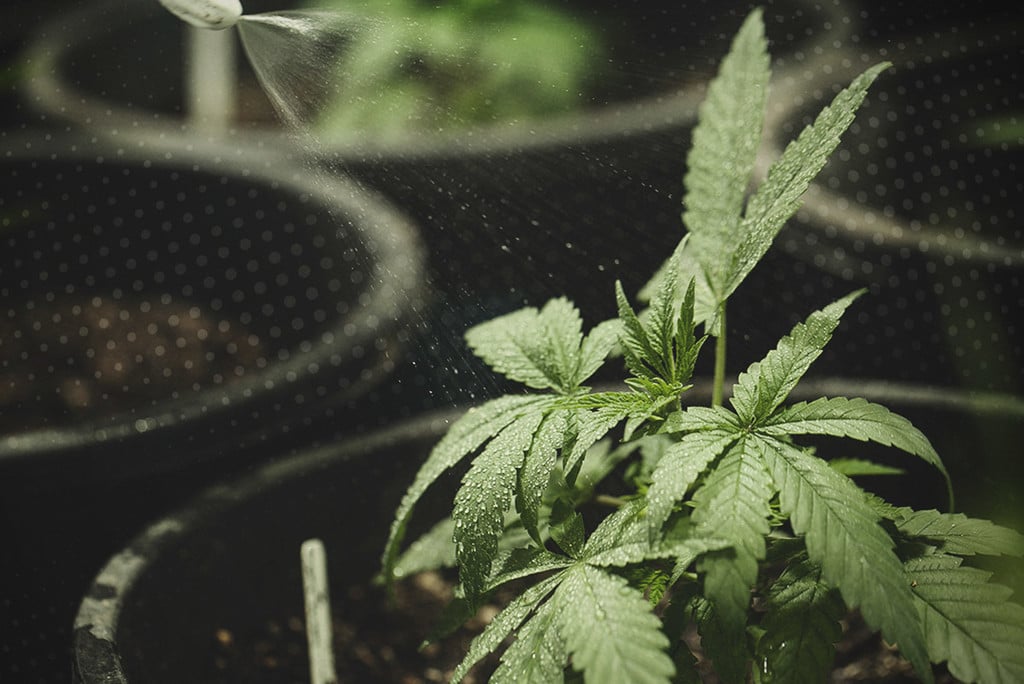 Guardar semillas de marihuana: Consejo prácticos para mantener sus