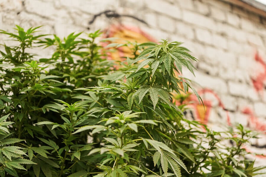 Los lugares más curiosos para cultivar marihuana