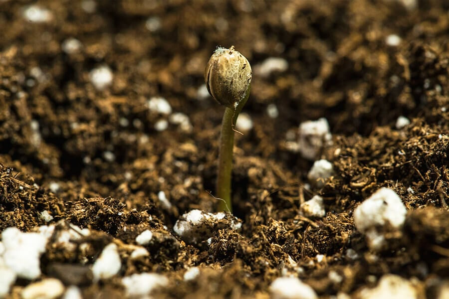 Cómo germinar semillas de marihuana viejas
