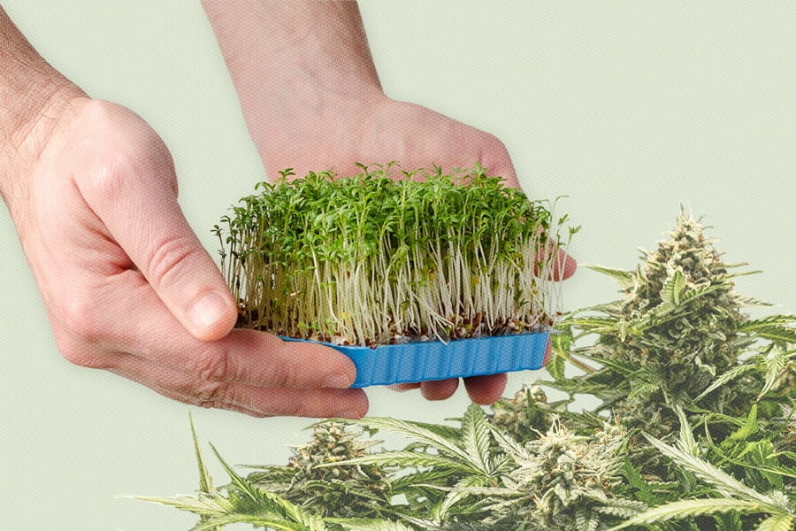 Microgreens de marihuana: Qué son y cómo cultivarlos