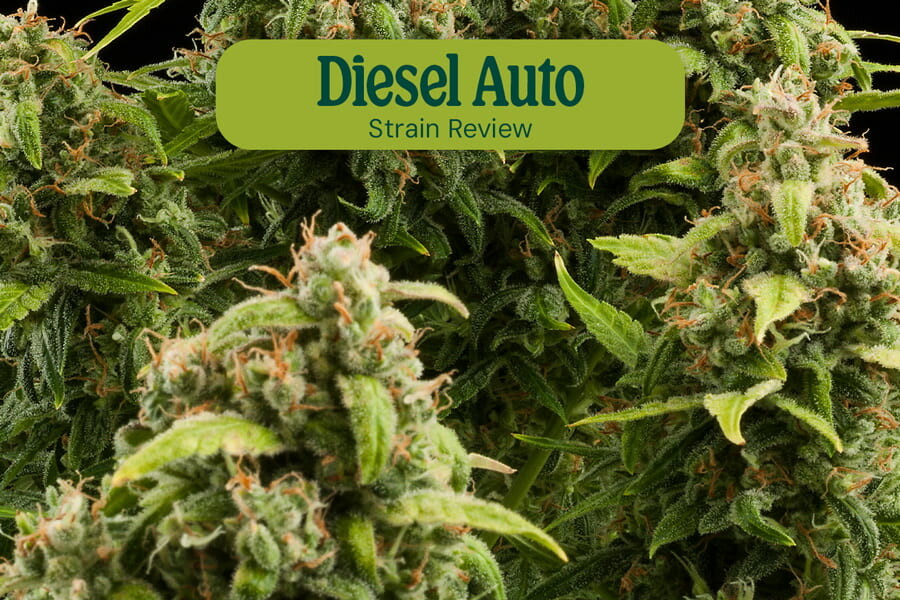 Análisis de la variedad Diesel Auto