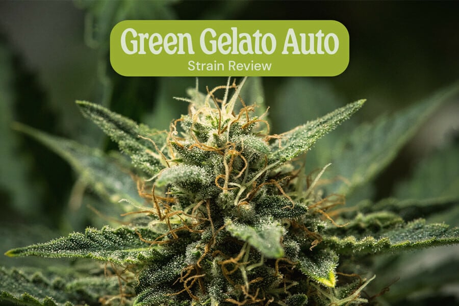 Informe de la variedad Green Gelato Auto