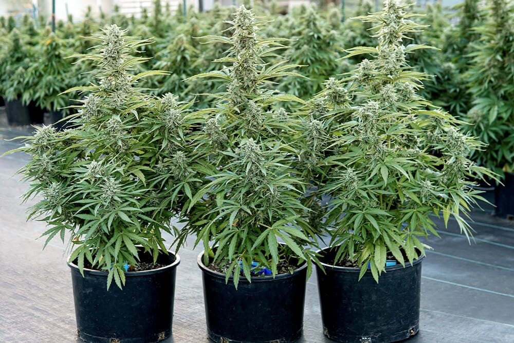 Caso práctico Orion F1: Espaciamiento de las plantas de marihuana