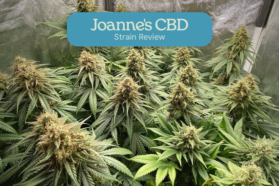 Análisis de la variedad Joanne's CBD