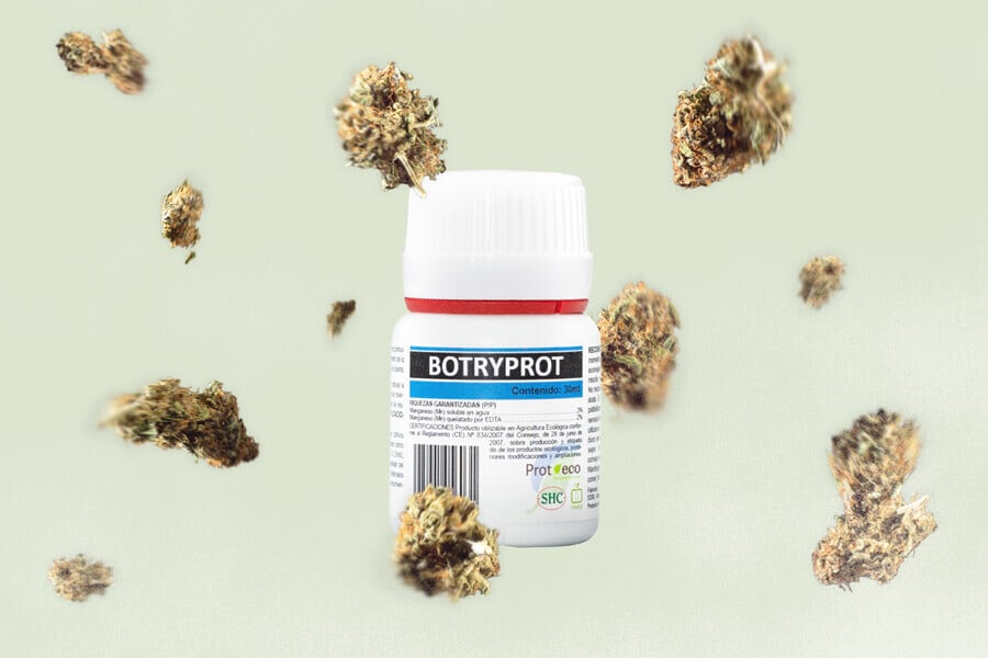 Botrytis (podredumbre del cogollo): Cómo prevenir este patógeno del cannabis