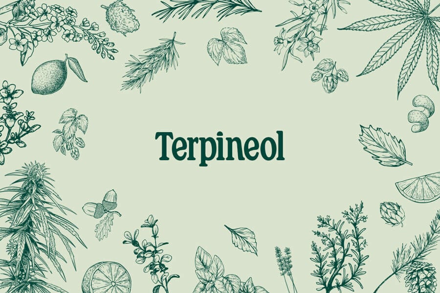 Terpineol: Descubre este misterioso terpeno