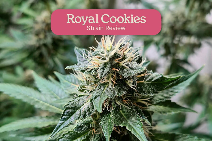 Análisis de la variedad Royal Cookies