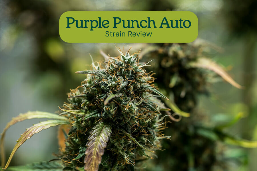 Análisis de la variedad Purple Punch Auto