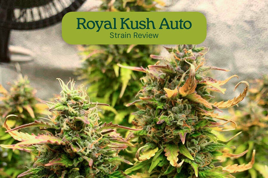 Análisis de la variedad Royal Kush Auto