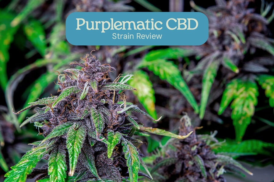 Análisis de la variedad Purplematic CBD 