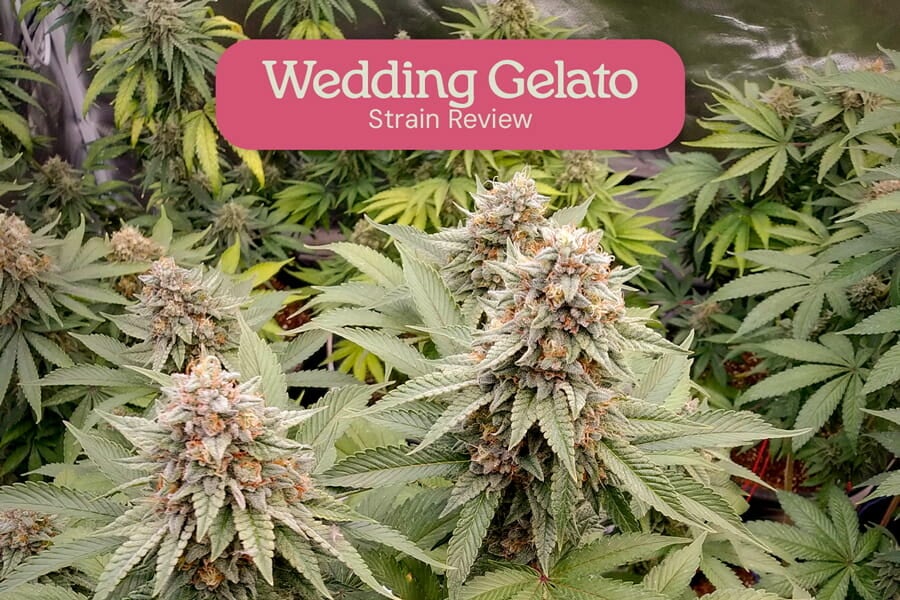 Informe de la variedad Wedding Gelato