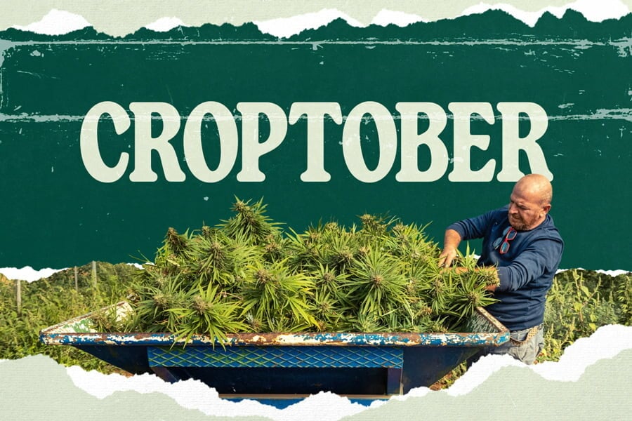 Croptober: Se acerca la cosecha de marihuana