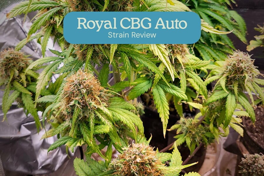 Informe de la variedad Royal CBG Auto