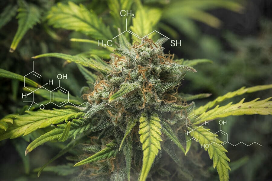 Química del cannabis: Descubre los compuestos sulfurados volátiles