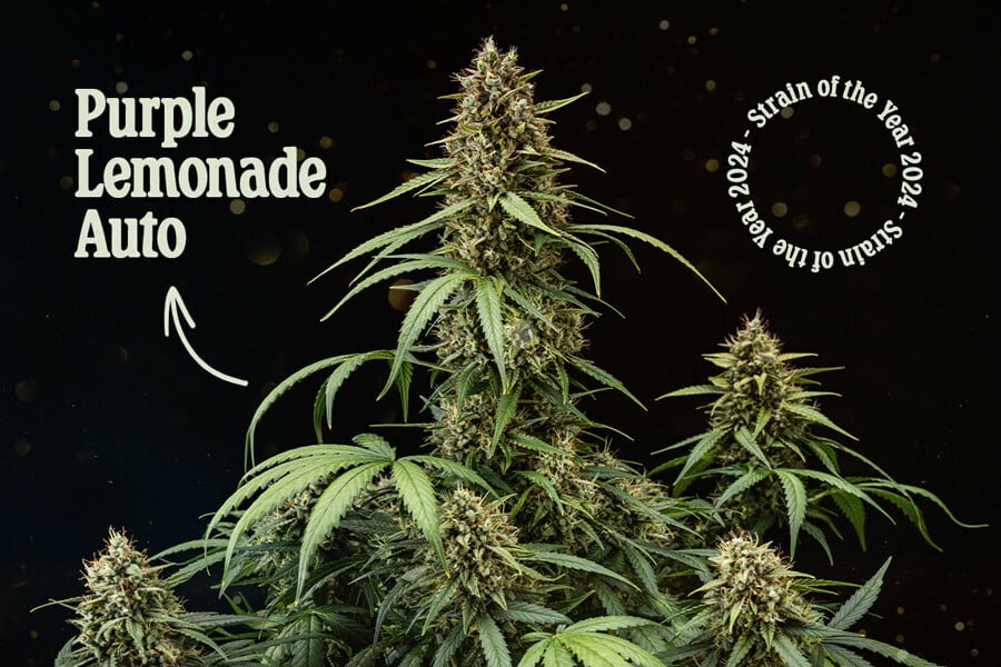 Purple Lemonade Auto: Variedad del año 2024 de Royal Queen Seeds