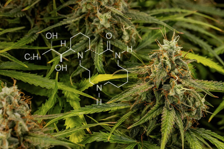 Química del cannabis: Todo sobre los alcaloides