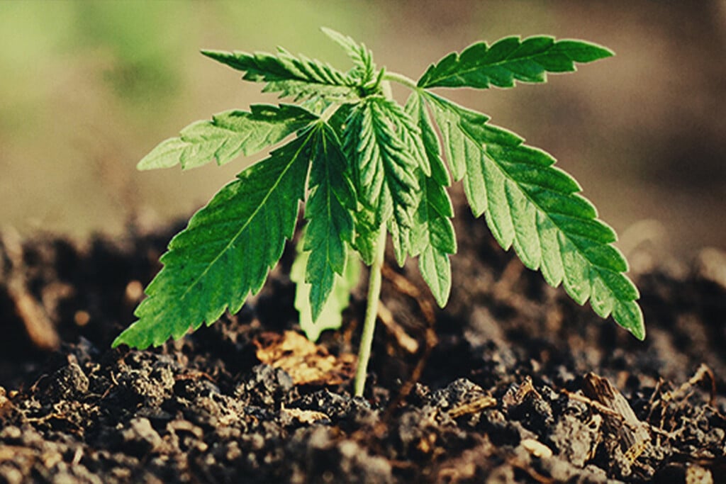 Cultivar marihuana en secano: Guía para un cultivo sostenible ahorrando agua