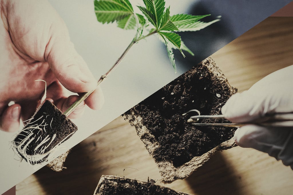 Semillas o esquejes: ¿qué es mejor para cultivar marihuana? - RQS Blog