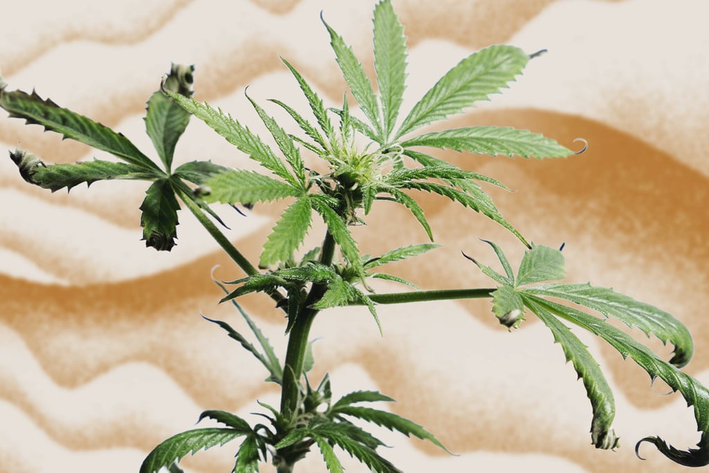 Cómo germinar Semillas de Marihuana - Guía Completa (2020)