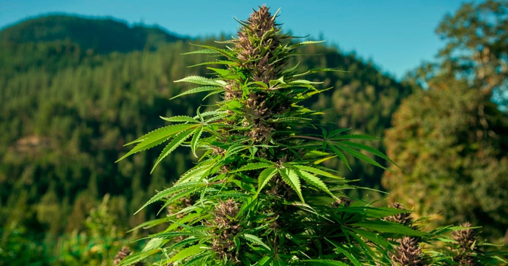 Qué son las variedades de marihuana landrace (puras)? - RQS Blog