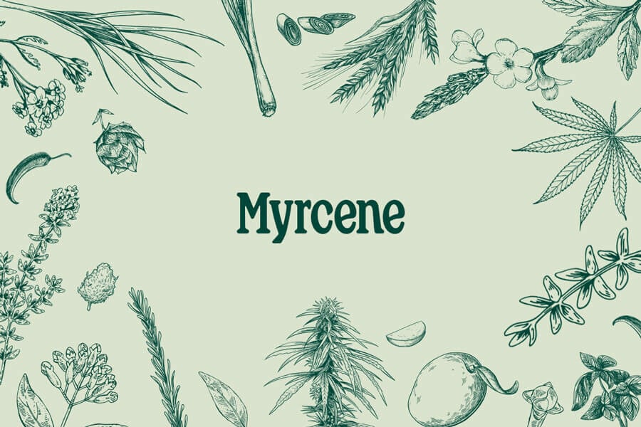 Mirceno: Un terpeno relajante con gran potencial