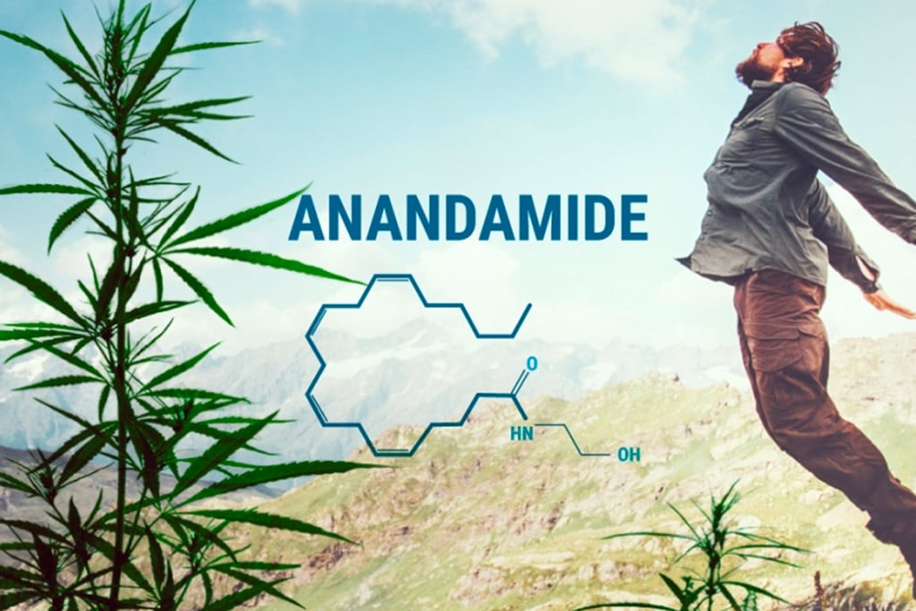 Anandamida Gardens - La Anandamida es la molécula de la felicidad. #ciencia  #cannabismedicinal #THC #CBD
