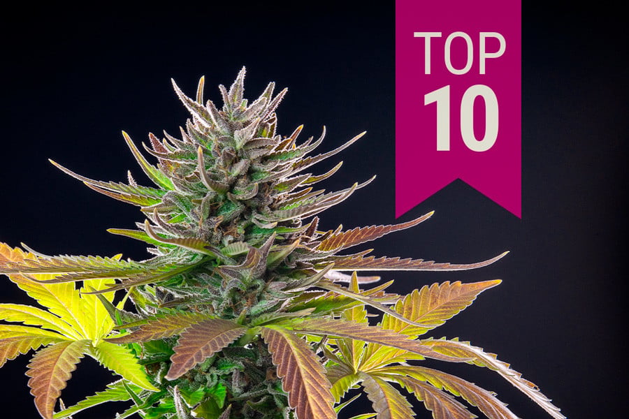 Las 10 mejores sativas de 2026