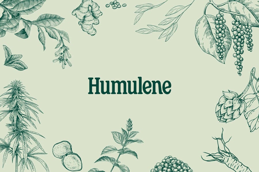 Humuleno: Un terpeno terroso y calmante de la marihuana