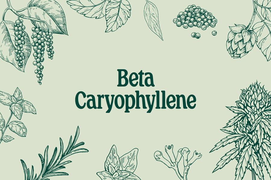 Beta-cariofileno: Terpeno y cannabinoide al mismo tiempo