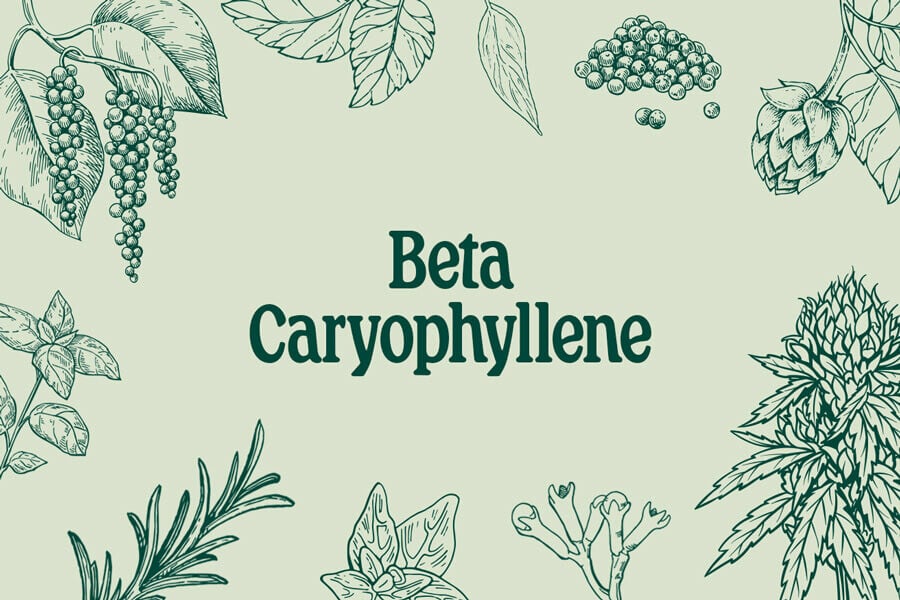 Beta-cariofileno: Terpeno y cannabinoide al mismo tiempo