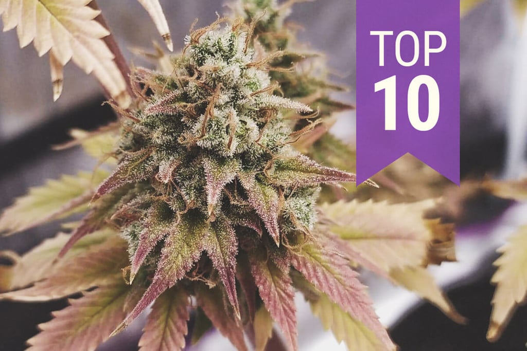 Accesorios Cannabis  ¡Descubre el TOP Ventas de !