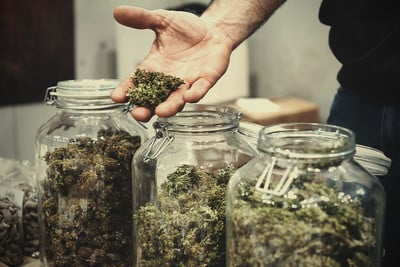 Compra y colecciona semillas de marihuana totalmente legal en España