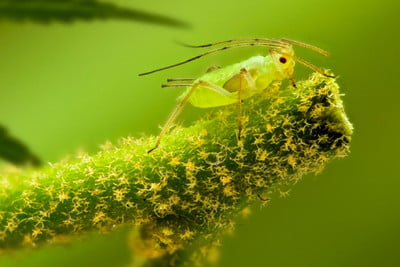 Pesticidas orgánicos para el cannabis: Aceite de Neem - Semillas de  marihuana Autoflorecientes Fast Buds