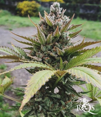 Royal Jack Auto Royal Jack Auto